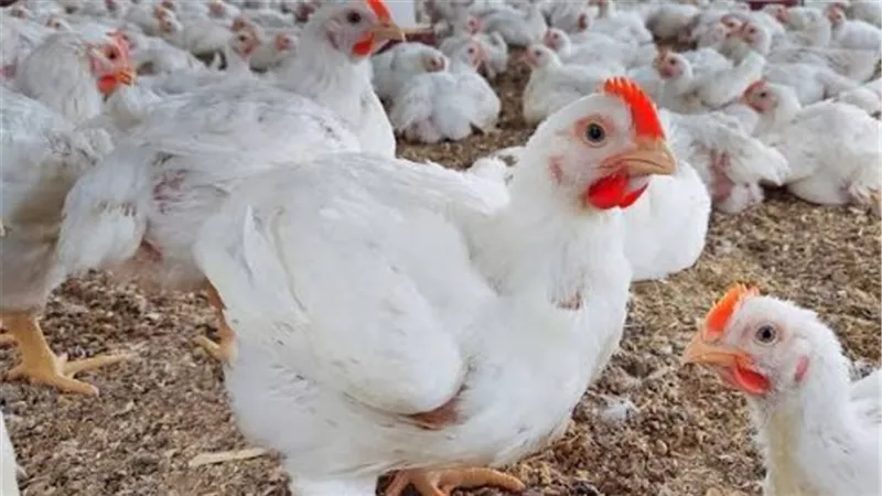  أسعار الدواجن    
