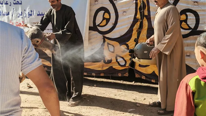 القافلة البيطرية     