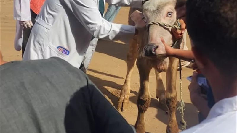مبادرات الطب البيطري     