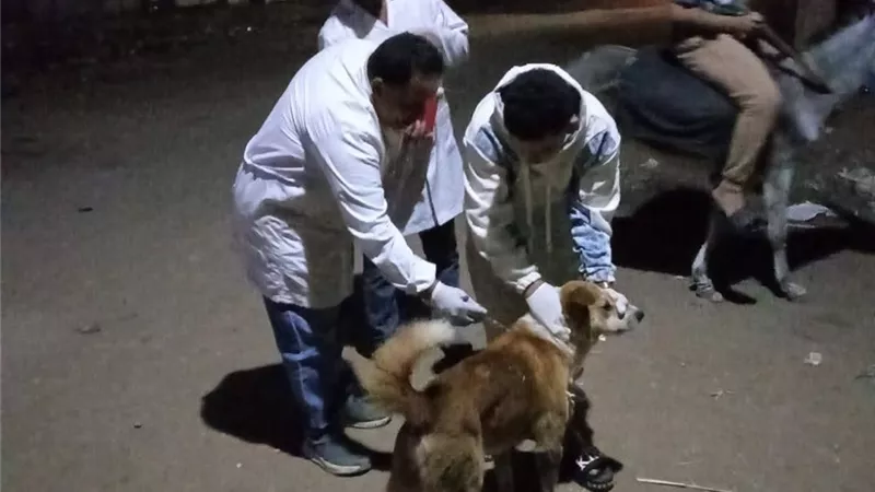 تحصين كلاب الشوارع     